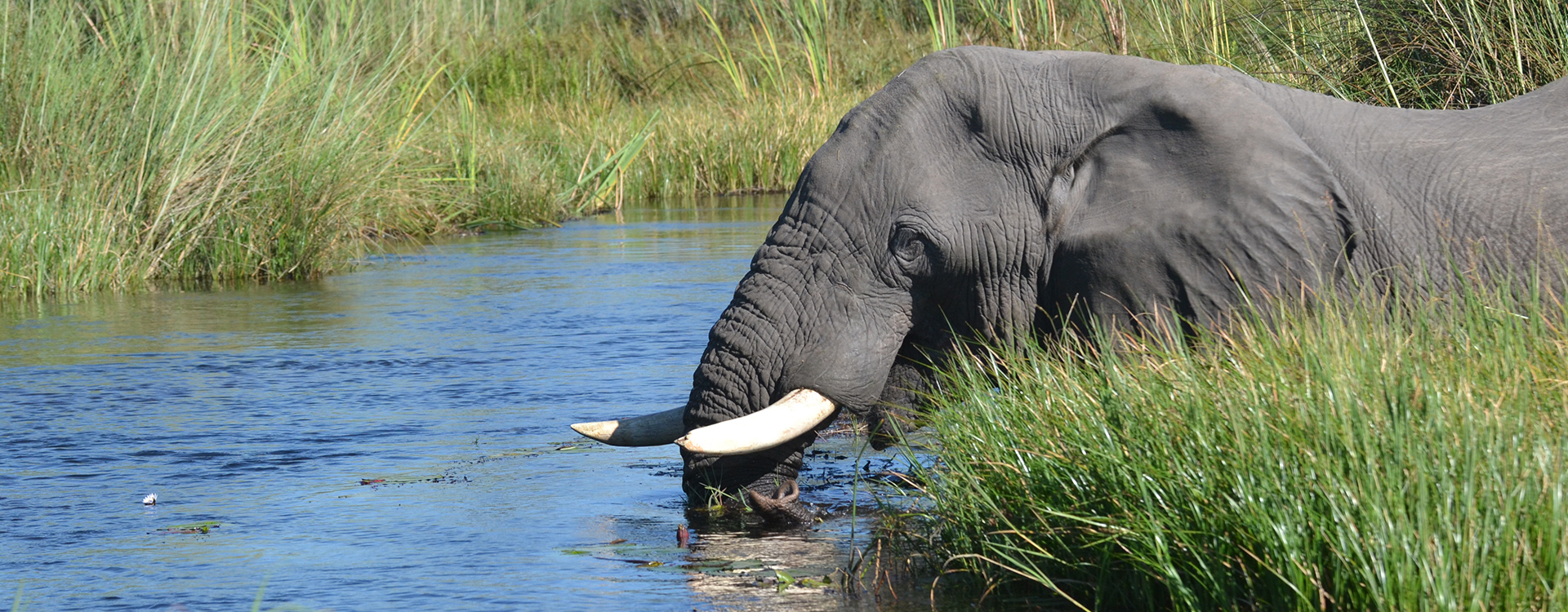 Day Trip to Chobe Riverfront 