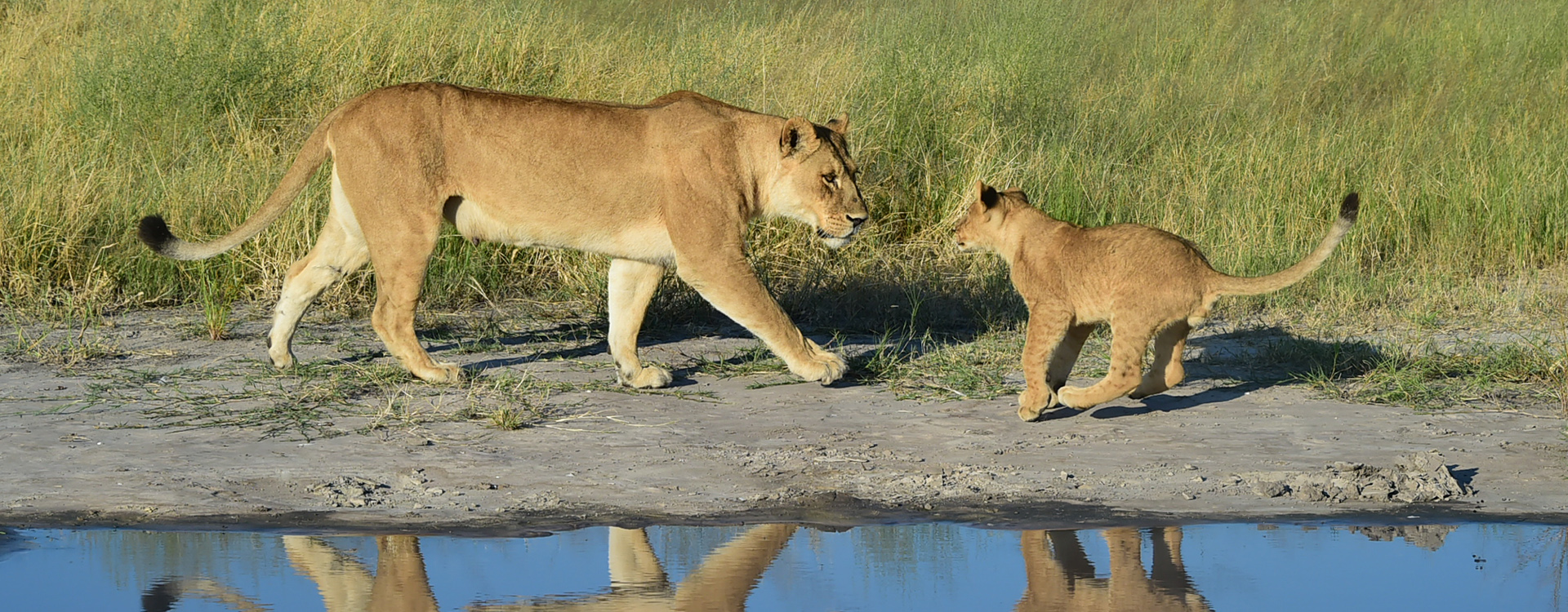 Tau luxury tented safari