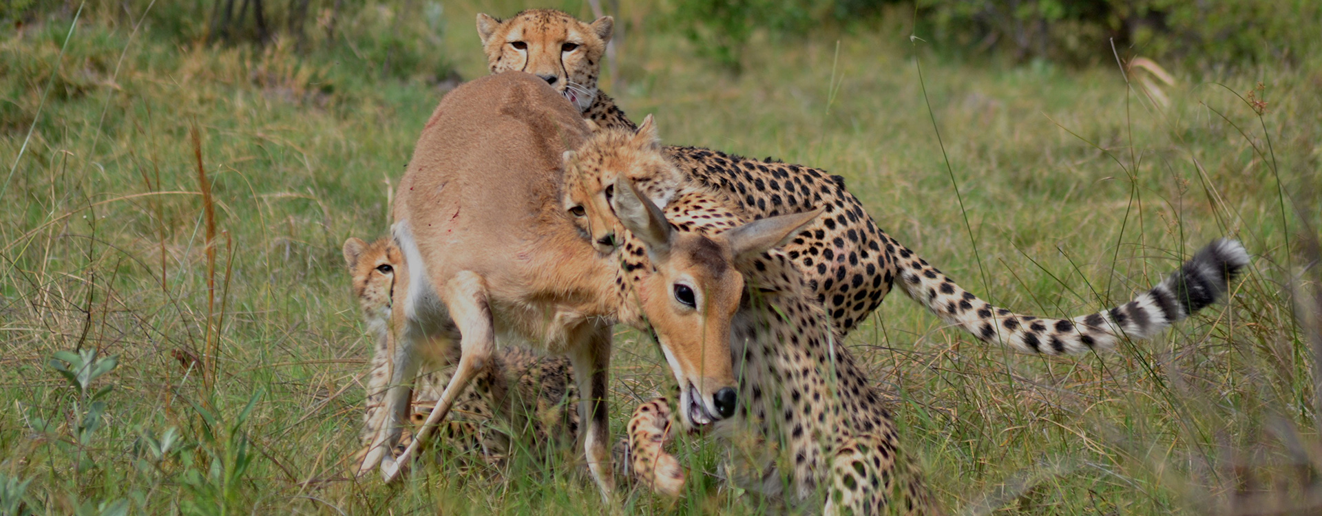 Tsessebe semi-luxury camping